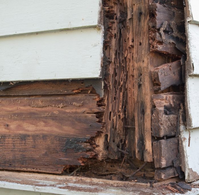 Termite and rot damage to home Termite And Rot Damage