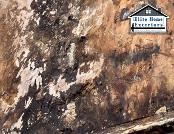 Image of mold and rot on sub wall