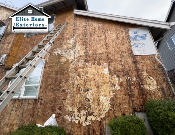 Image of Mold on plywood under siding in West Linn OR